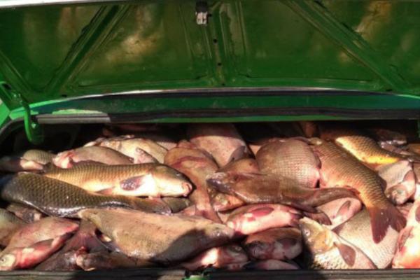 Правоохранители обнаружили в машине астраханца 70 кг рыбы