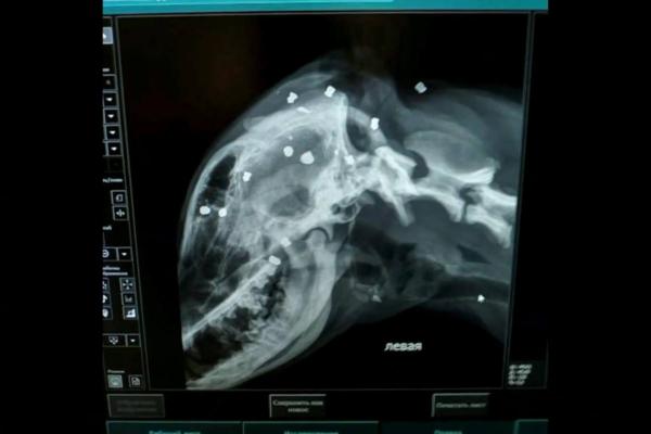 Два астраханца обстреляли бродячую собаку из пневматики