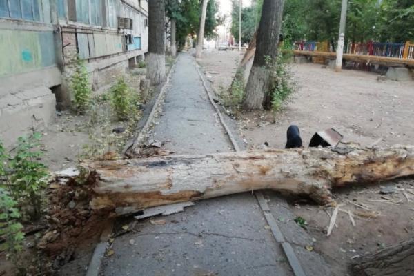 В Астрахани сухое дерево рухнуло на дорогу