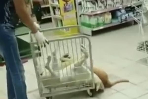 Бьющиеся в предсмертной агонии собаки отравились до происшествия в астраханском магазине