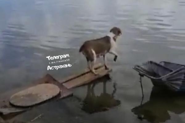 Астраханцы сняли на видео собаку, переплывающую реку, чтобы накормить щенков