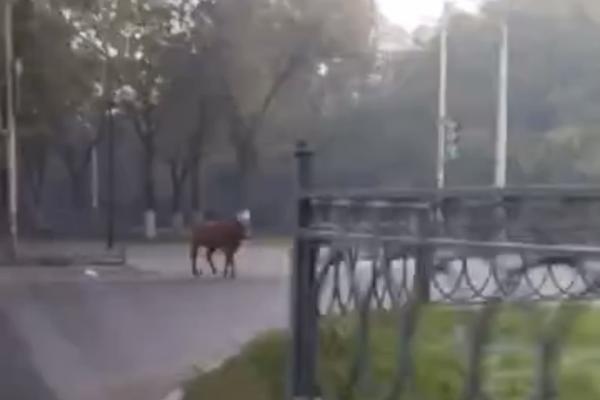 В Астрахани на улице Савушкина замечен бегущий телёнок. Видео