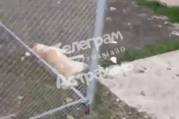 В Астрахани живодёр выбросил собаку из окна 6 этажа