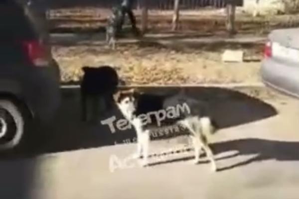 В Астрахани школьники ежедневно рискуют быть укушенными бродячими псами