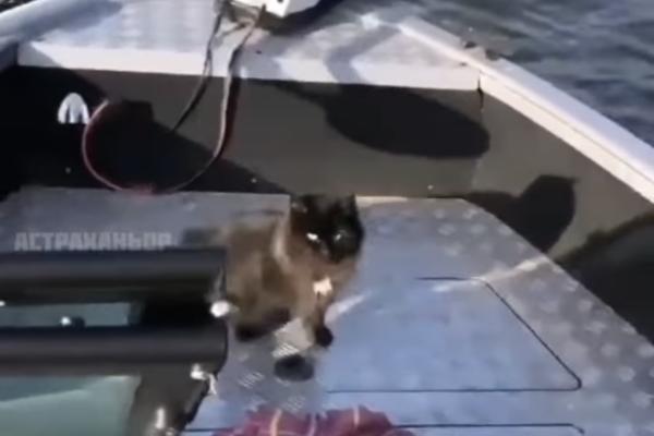 В Астраханской области рыбаки выловили из воды двух котят