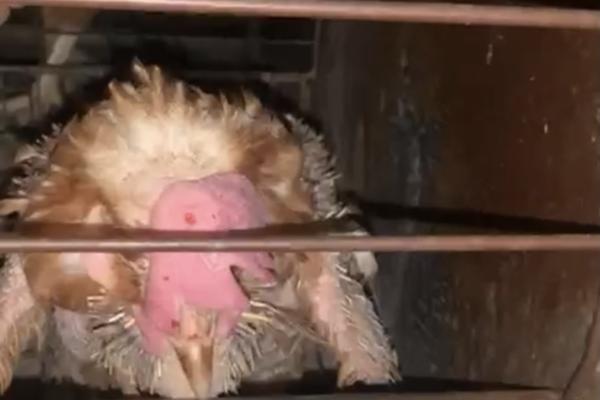 Астраханская птицефабрика окончательно превратилась в камеру пыток для кур 
