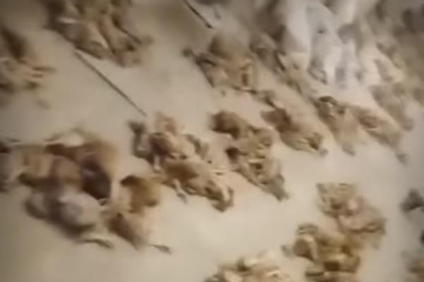 Астраханская птицефабрика превратилась в живодёрню 