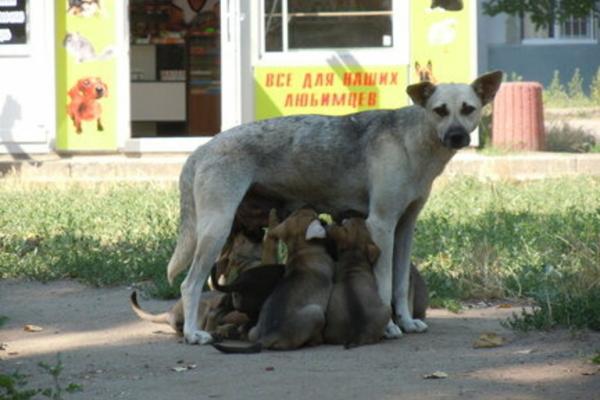 В Астрахани действует номер оперативного взаимодействия по бродячим собакам