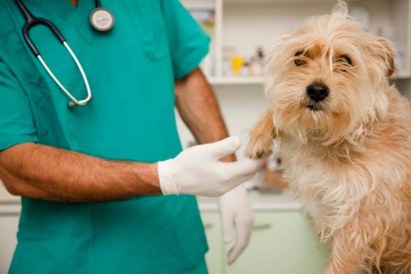 Ветеринары сообщают о нехватке препаратов для анестезии 
