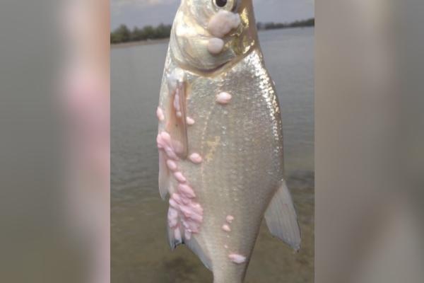 Астраханских рыбаков напугала больная рыба, пойманная местным жителем