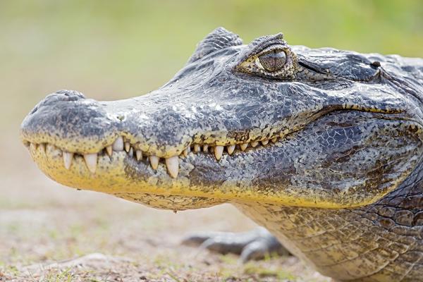 В Астраханской области разыскивается крокодил, сбежавший от полиции