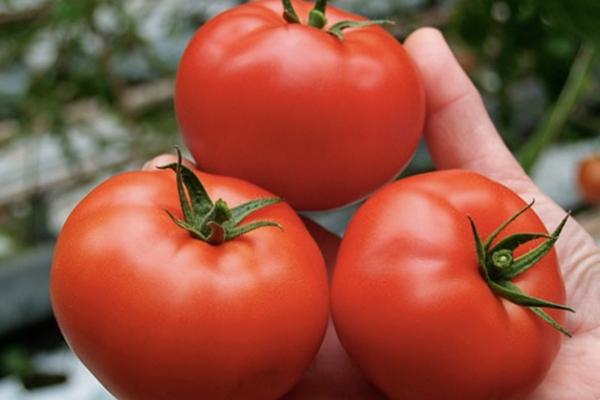 В Астраханскую область завезли партию заражённых томатов 