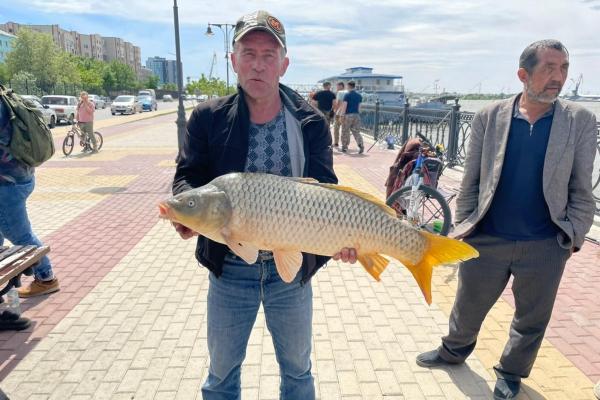 В центре Астрахани рыбаки вытащили из воды огромного сазана