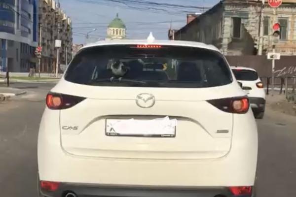 Астраханцы заметили необычного пассажира на дорогах города