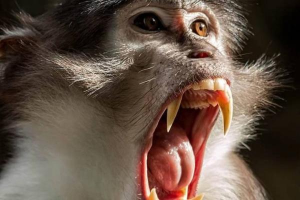 В России усилили контроль за оспой обезьян
