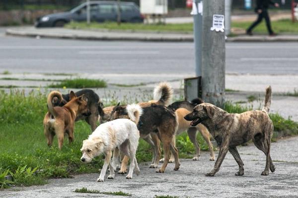 Астраханцам напомнили, как вести себя при нападении собак