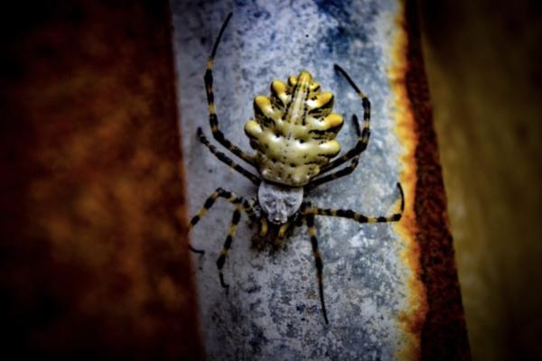 В Астраханской области опубликовали фото необычного паука