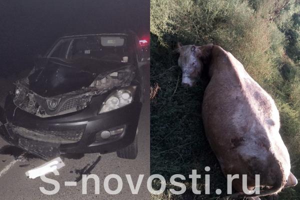 В Астраханской области на ночной дороге водитель насмерть сбил корову