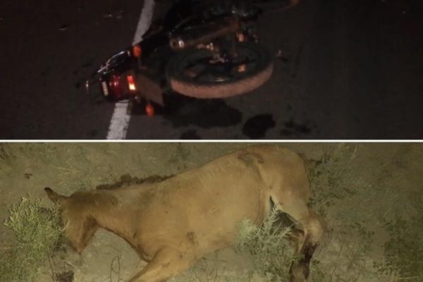 В Астраханской области лошадь на ночной дороге снова стала причиной ДТП