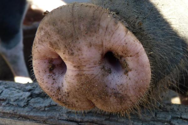 В Астраханской области из-за африканской чумы изымают свиней