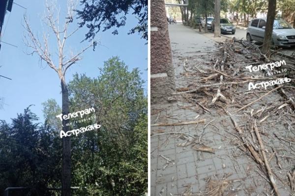 В Астрахани снова сухие ветки дерева упали на оживлённой улице