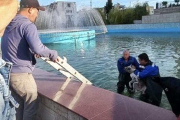 В Астрахани вытащили тонувшую бродячую собаку из бассейна