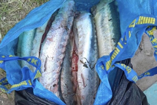 Астраханец попался полицейским, незаконно продавая ценную рыбу