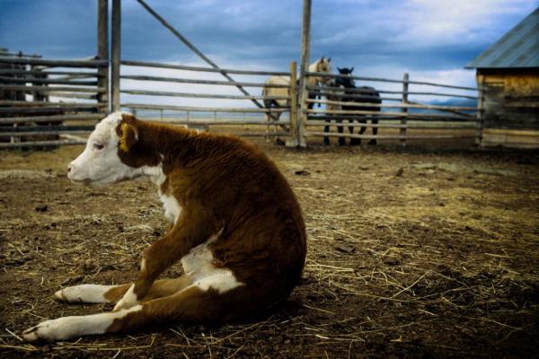 В Астраханской области у фермера похитили 170 коров