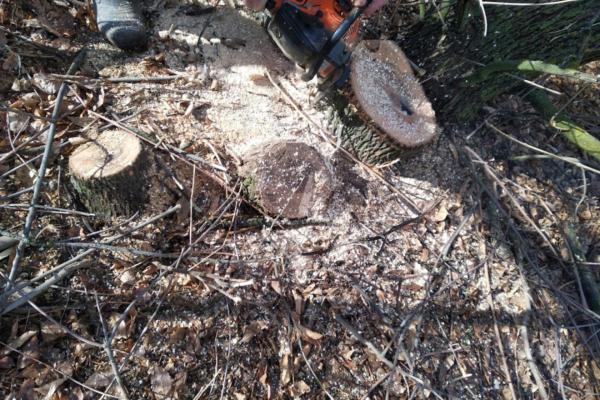 В Астраханской области местный житель незаконно вырубил 51 дерево на территории сельсовета