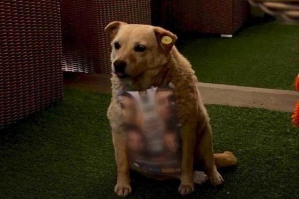 В Астрахани бродячую собаку обклеили рекламой о бойцовском турнире