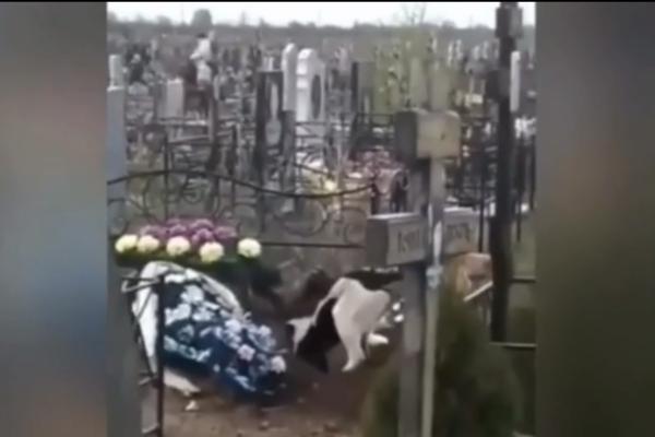 Бродячие собаки разрывают могилы на кладбище не в Астрахани, а в Cаратове
