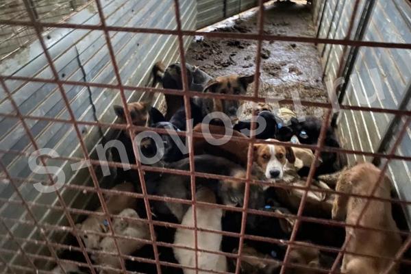 В Астрахани закрывали глаза на нарушения в скандально известном приюте для собак
