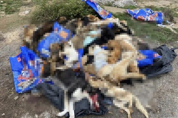 Под Астраханью обнаружили более шестидесяти зверски убитых собак