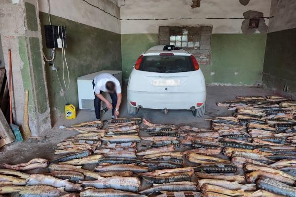 В Астрахани задержали двоих мужчин с 279 особями краснокнижных рыб 