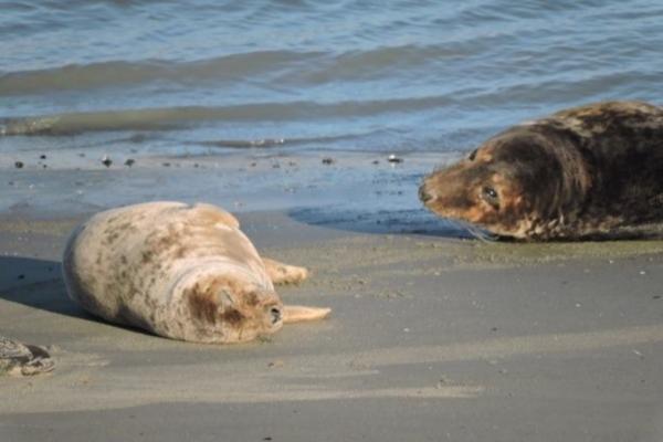 На берегу Каспийского моря в Дагестане обнаружено 700 трупов тюленей 