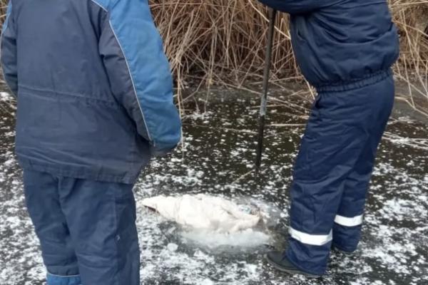 В Астрахани спасатели вытащили труп женщины из-подо льда на ерике Солянка