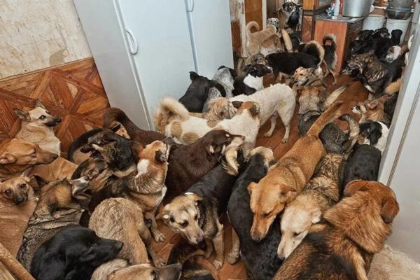 В Астрахани женщину обязали выселить 35 собак, живущих в ее квартире