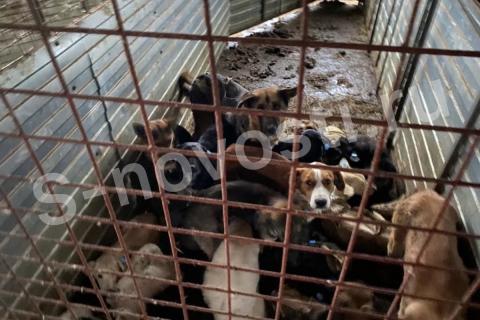 В Астрахани прокуратура организовала проверку о жестоком обращении с собаками