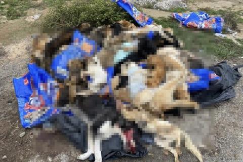 Выяснились новые детали о 60 зверски убитых собаках в Астрахани