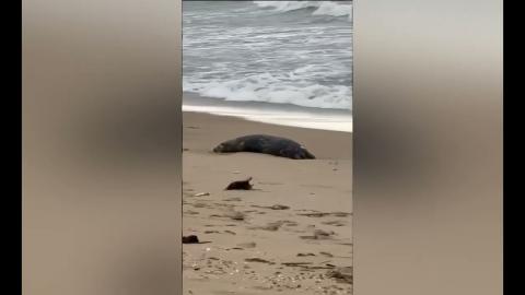 Embedded thumbnail for На берегу Каспийского моря в Дагестане обнаружено 700 трупов тюленей 