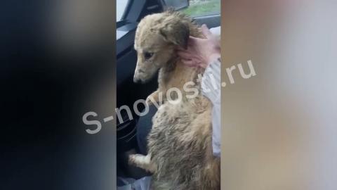 Embedded thumbnail for В Астрахани закрывали глаза на нарушения в скандально известном приюте для собак